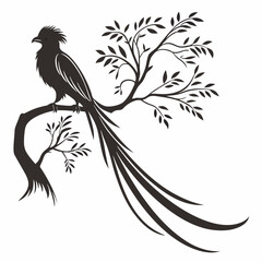 Fototapeta premium resplendent quetzal black silhouette vector