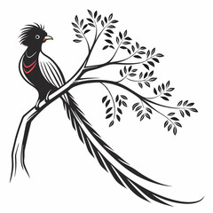 resplendent quetzal black silhouette vector