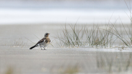 Fieldfare (Turdus pilaris) standing on ice