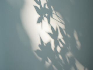Obraz premium Abstract natural tree leaves shadow on white wall background