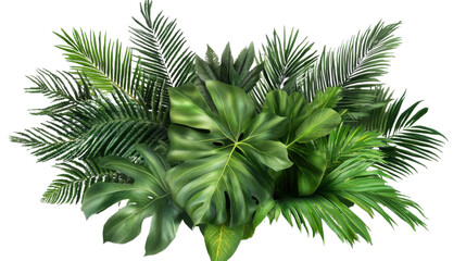 palm leaf isolated on white