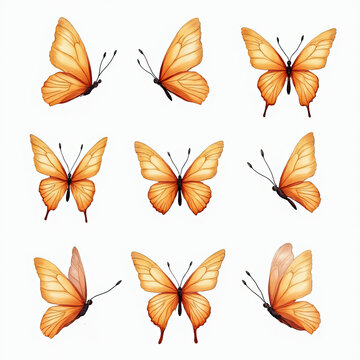 Vibrant orange butterflies with open wings in a calm mood against a white background