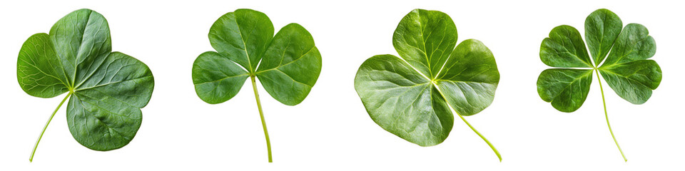Obraz premium Green leaf of oxalis isolated on transparent background. PNG, Set of