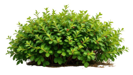 Lush Green Shrub with Red Buds - Isolated on Black Background