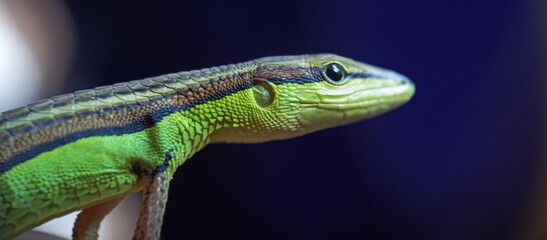Close-up of a Green Lizard's Head