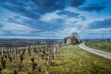 Obraz premium Ciel couvert au dessus des vignes et d'un petit chemin dans le Jura