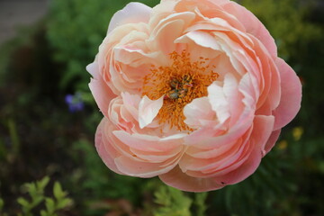 peony © AlexandraDianaGeaman