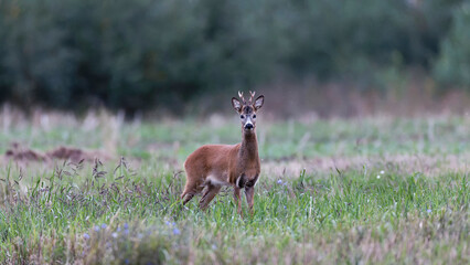 Roe deer , Capreolus capreolus standing , with antlers