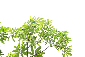 A tropical tree leaf with branches on white isolated background for green foliage backdrop 
