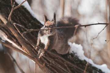 Alert Squirrel Concealed Among Branches, Peeking Out and Observing