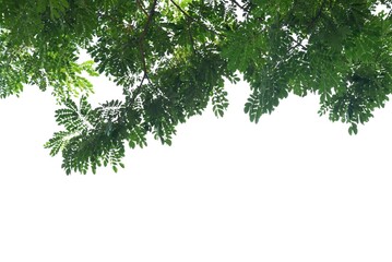 A tropical tree leaf with branches on white isolated background for green foliage backdrop 