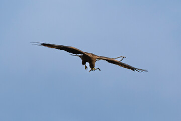 Milan noir, .Milvus migrans, Black Kite