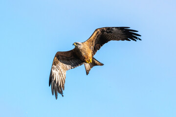 Milan noir, .Milvus migrans, Black Kite