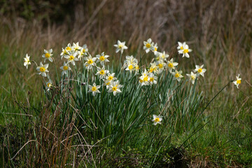 narcisse, jonquille