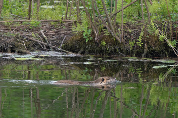Ragondin,  Myocastor coypus
