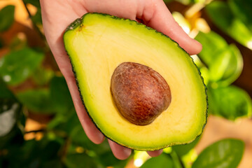 Half of green avocado with pit in hand showing fruit pulp close-up top view
