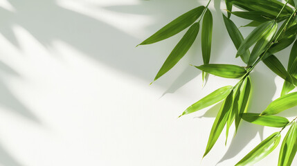 Fototapeta premium Graceful bamboo leaves casting elegant shadows on light background