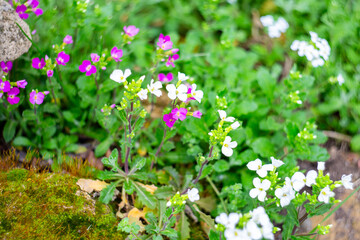 White and pink perennial flowers of Arabis alpina on a decorative alpine hill. Design of flowerbeds and rockeries