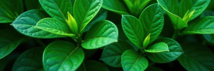 Obraz premium Deep green foliage, rich texture, glossy leaves , macro, greenery texture