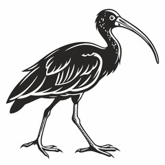 Scarlet ibis black silhouette icon vector