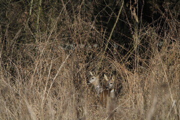 Roe deer does in a tall dry grass. Roe deer in natural environment in early spring. Wild roe deers. European roe deer -capreolus capreolus, Czech republic 
