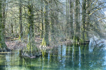 Mystical Taxodi Park, Lake Iseo, Italy