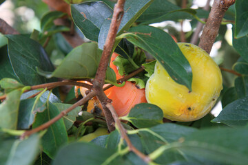Fresh persimmon on a tree with green leaves.