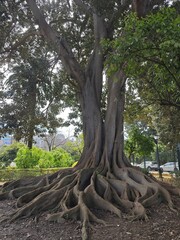 Baum mit mächtigen Wurzeln in Sevilla