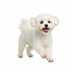 Obraz premium Cute White Maltese Dog Running Happily on a White Background