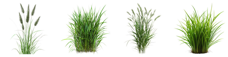 Obraz premium Quack grass isolated on transparent background. PNG , Set of