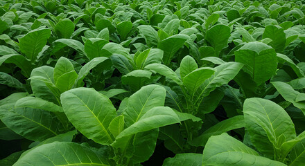 Obraz premium Growing Tobacco Field with Lush Green Leaves in Agricultural Landscape