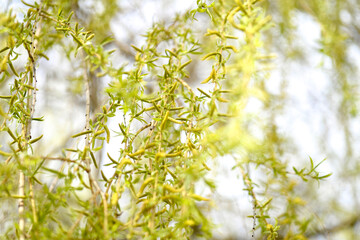 Weeping willow branches close up