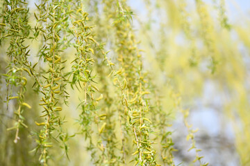 Weeping willow branches close up
