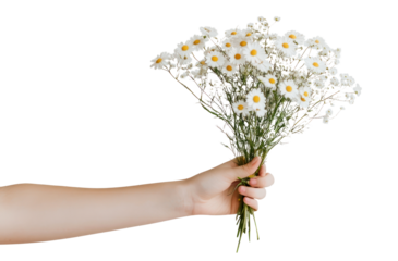 PNG Daisy wildflower bouquet hand background person.