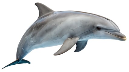Fototapeta premium dolphin isolated over white background