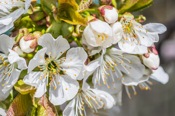 Discover the Stunning and Beautiful Cherry Blossom Flowers that are in Full Bloom