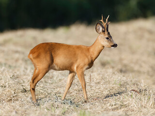 Fototapeta premium Young buck Roe deer Capreolus capreolus