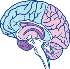 Fototapeta premium Illustration of a Colored Brain Diagram Showing Different Anatomical Sections