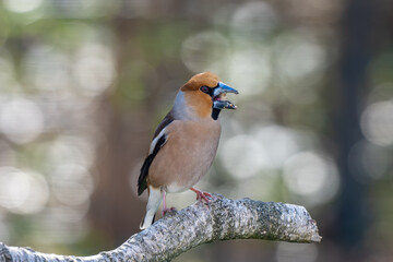 Hawfinch on a branch of a birch tree
