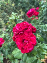 pink roses in garden