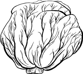 Iceberg lettuce. Vegetables. Hand drawn vector isolated sketch.