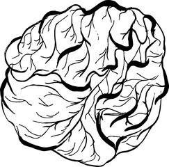 Brussels sprouts. Vegetables. Hand drawn vector isolated sketch.