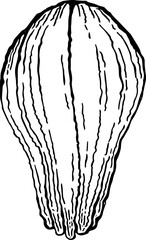 Chayote. Vegetables. Hand drawn vector isolated sketch.