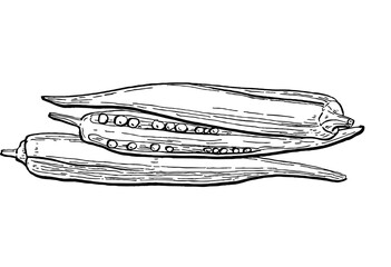 Okra ladies finger. Vegetables. Hand drawn vector isolated sketch.