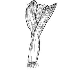 Leek. Vegetables. Hand drawn vector isolated sketch.