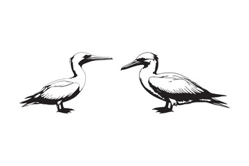 Detailed Pelican Illustration Artistic Bird Design