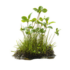 A Close Up of a Water Sedge Plant Growing in Green Leaves Isolated on Transparent Background