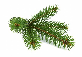 Christmas tree branch
