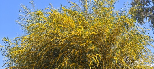 Gelbblühender Busch in Cordoba