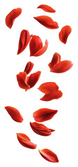 PNG Red petals floating background white red.